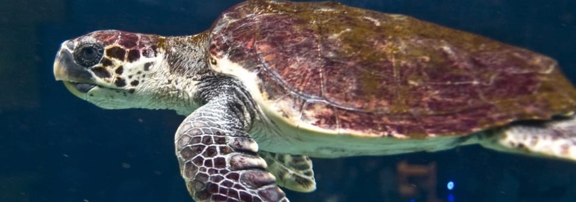 CretAquarium: A Window into the Mediterranean Sea
