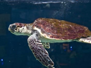 CretAquarium: A Window into the Mediterranean Sea